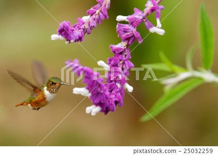 Scintillant Hummingbird, Selasphorus scintilla 25032259