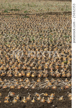 Onion field at harvest season 25032353