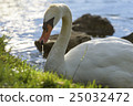 Swan's meal 25032472