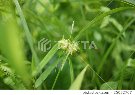 Oni Genge Oni Mikurige Carex dickinsii 25032767