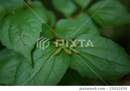 Tsukubane Tortugii Abashia Abaleia spathulata 25032839
