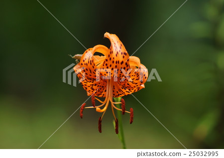 Lilium lancifolium lilium lily Lilium lancifolium lilium lily 25032995
