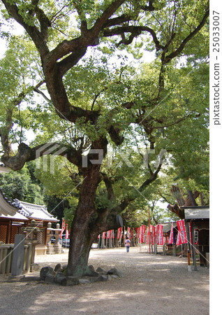 樟樹大樹在Sumiyoshi Taisei的 樟樹大樹在Sumiyoshi Taisei的 25033007
