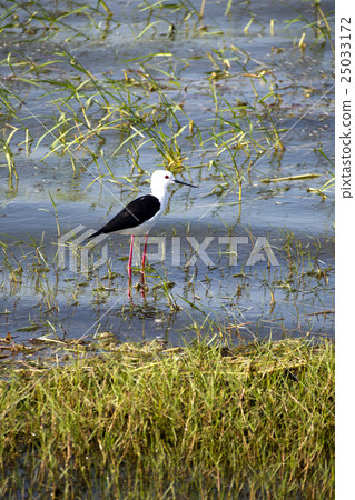 Stilt bird in a national park 25033172