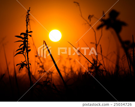 Sunset with silhouettes of grass Sunset with silhouettes of grass 25034726