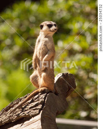 Small cute meerkat or suricate on alert Small cute meerkat or suricate on alert 25034732