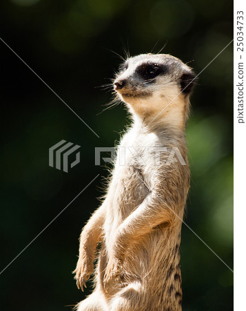 Meerkat on alert Meerkat on alert 25034733