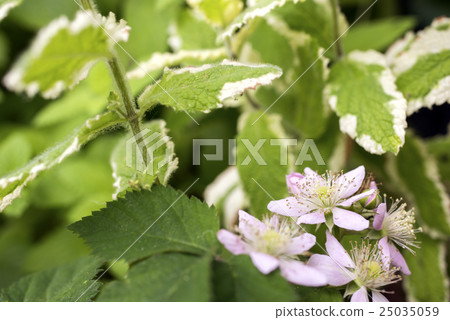黑莓花和菠蘿薄荷葉 25035059