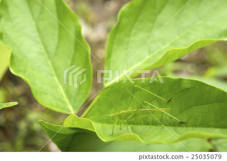 留在樹葉上的淚水 留在樹葉上的淚水 25035079