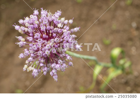 大蒜花 大蒜花 25035080