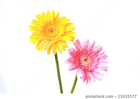 雛菊 25035577