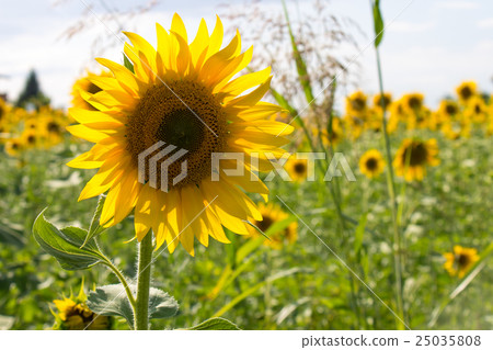 Sunflower in a field 25035808