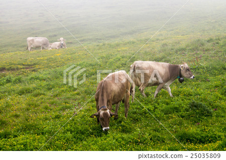 Cows grazing Cows grazing 25035809
