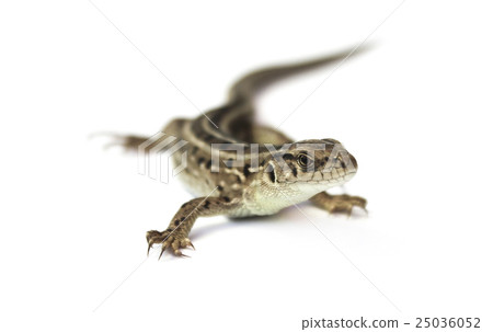 Lizard 25036052