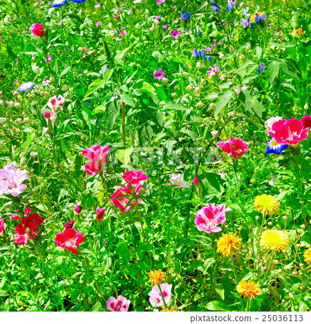 Blossoming flowerbeds Blossoming flowerbeds 25036113