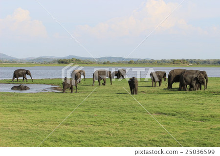 A group of elephants 25036599