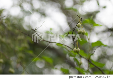 The fruit of a sea urchin 25036716