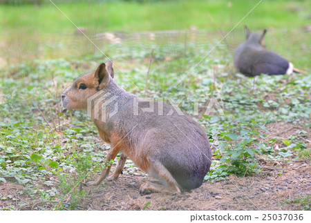 Patagonian dolichotus patagonis Patagonian dolichotus patagonis 25037036