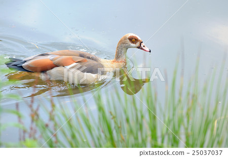 shelduck on lake 25037037