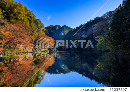 Autumn leaves of Kamakoko 25037897