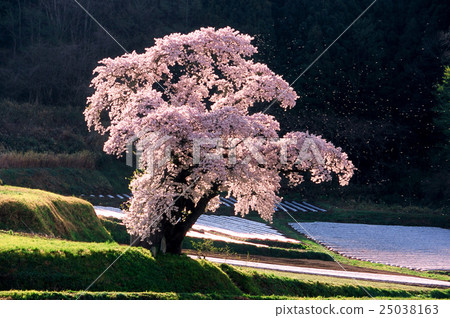 Ozawa's cherry tree 25038163