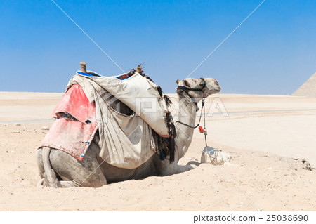 A colorfully saddled camel waits 25038690