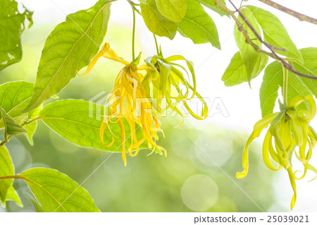 Ylang-Ylang flower on tree 25039021