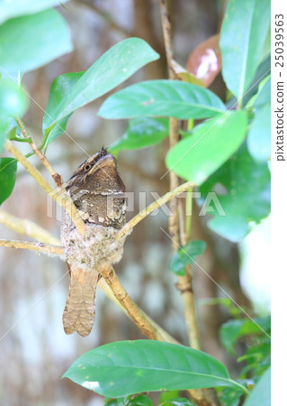 Nest of the Philippine Gamaguchi Yotaka 25039563