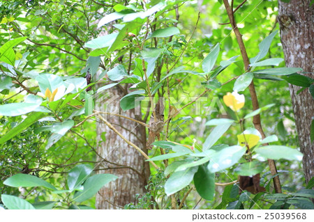 Nest of the Philippine Gamaguchi Yotaka 25039568