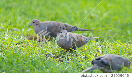 Mourning Doves, Turtle Doves (Zenaida macroura). 25039646
