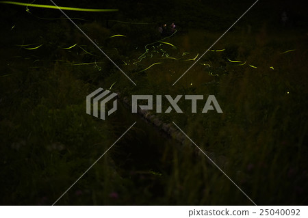 Tatsuno Hotaru Festival 25040092