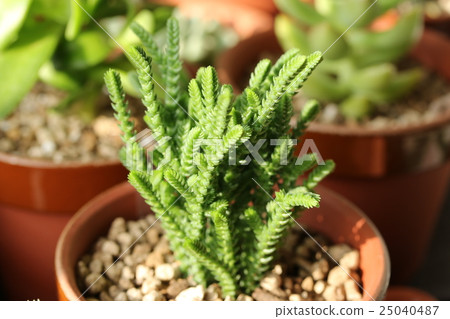 Crasler / young green 25040487