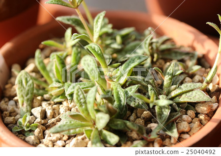 Clasla / Couplee 25040492