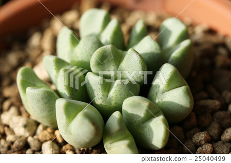 Conophysum / Opera Rose 25040499