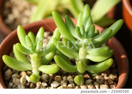Sedum / Yachiyo 25040500