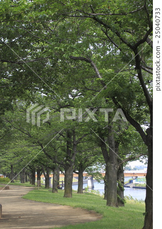 夏季赤羽櫻山綠地 25040733