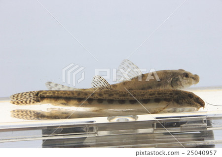 Shimado and Tsuchihifuki 25040957