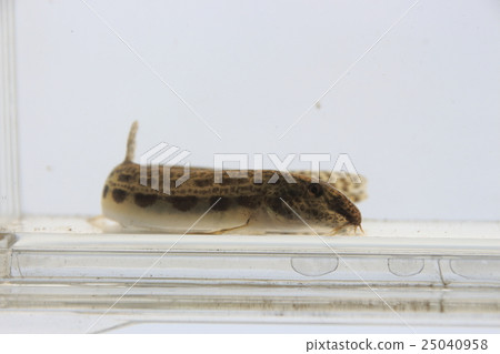 Shimada doze 25040958