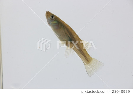 Kadayashi (female) 25040959