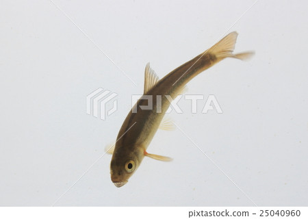 中國桃花魚 25040960