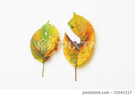 Fallen leaves 25042317