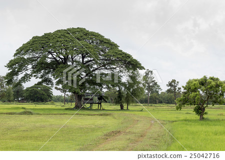 Hut under tree on Paddy field  25042716
