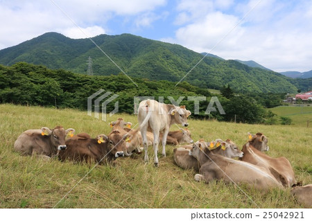Tochigi Osasa Farm Brown Swiss Cow Tochigi Osasa Farm Brown Swiss Cow 25042921