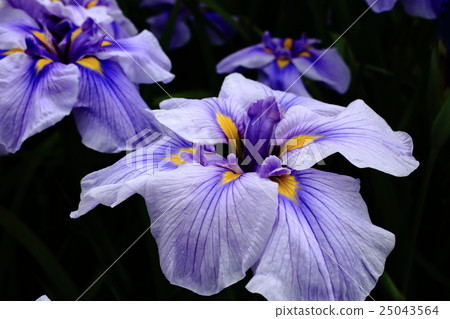 Iris flower 25043564