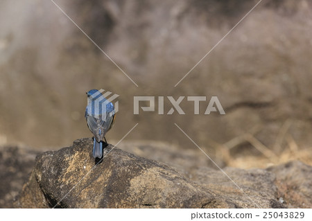 紅脅藍尾鴝 25043829