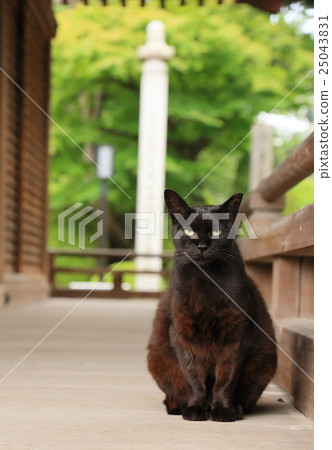 Temple cat 25043831