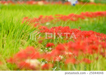 Higanki花6 Yamadakei公園2016年 25044048