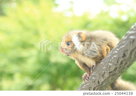 Baby in bamboo shoots Baby in bamboo shoots 25044139