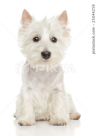 Highland Terrier (westie) on white background 25044259