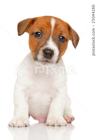 Jack Russell Terrier puppy. 25044260